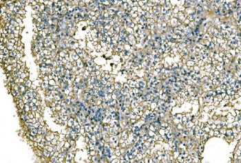 NEDD4 Antibody