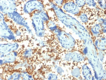 IHC staining of FFPE human placenta with SPTA1 antibody (clone SPTA1/1810). Required HIER: boil tiss