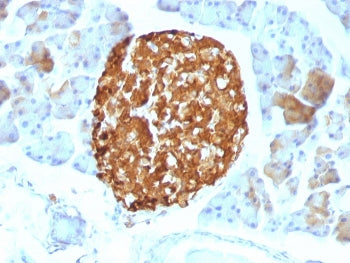 Chromogranin A Antibody