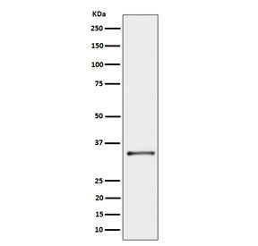 Western blot testing of human A431 cell lysate with Cytochrome b5 reductase 3 antibody. Predicted mo
