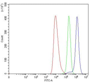 TRIM67 Antibody / Tripartite motif-containing protein 67
