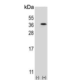 Speedy protein A Antibody / SPDYA / Spy1
