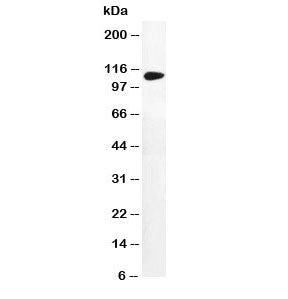 DPYD Antibody
