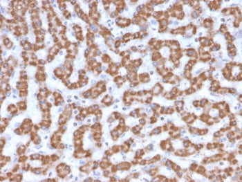 IHC testing of FFPE human liver tissue with Prohibitin antibody (clone PHB/3230). Required HIER: boi