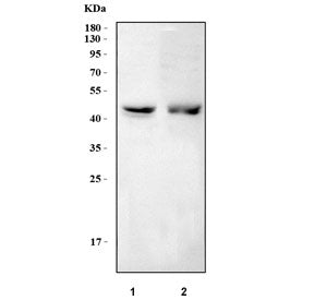Western blot testing of human 1) A431 and 2) U251 cell lysate with NUF2 antibody. Predicted molecula