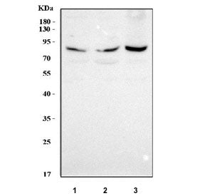 Western blot testing of human 1) U-87 MG, 2) HepG2 and 3) U-251 cell lysate with PLOD1 antibody. Pre