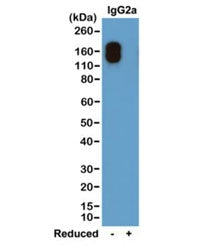 Western blot of nonreduced(-) and reduced(+) mouse IgG2a-Îº (20 ng/lane), using 0.2ug/ml of recombin