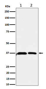 Western blot analysis of Serine racemase expression in human (1) 293 cell lysate; (2) U-87 MG cell l