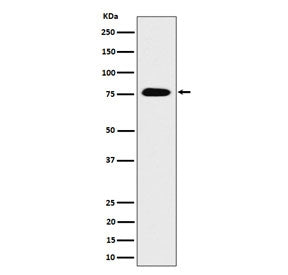 Western blot testing of human HEK293 cell lysate with TORC3 antibody. Predicted molecular weight ~67