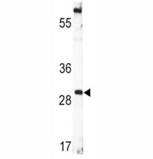 BDNF Antibody