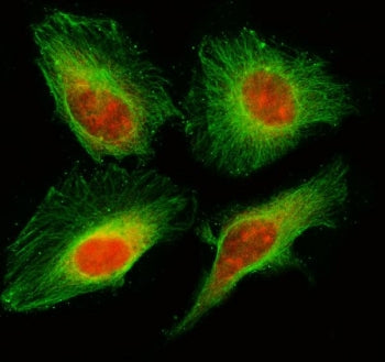 MIS18A Antibody / Protein Mis18-alpha / C21orf45