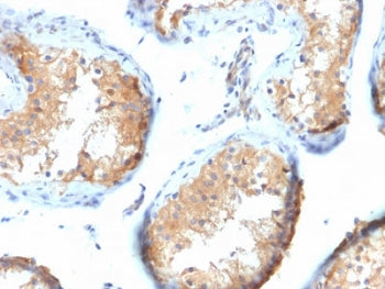 IHC testing of FFPE human testis tissue with Vinculin antibody (clone VCL/2573). HIER: boil tissue s