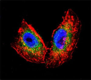 Confocal immunofluorescent analysis of Acetylcholinesterase antibody with human NCI-H460 cells follo