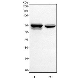 Western blot testing of human 1) HepG2 and 2) A549 cell lysate with TGF beta Receptor II antibody. E