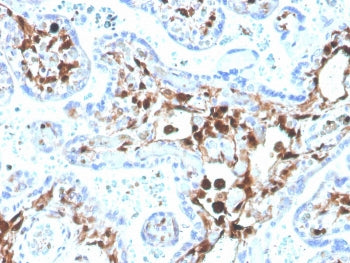 IHC testing of FFPE human placenta with biotinylated FSP1 antibody (clone S100A4/1481). HIER: boil t