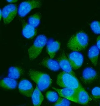 Immunofluorescent staining of FFPE human PC-3 cells with MKK7 antibody (green) and DAPI nuclear stai
