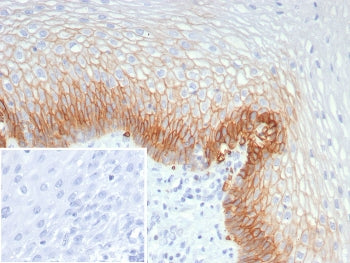 GLUT1 Antibody / SLC2A1