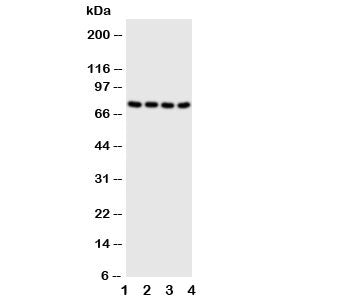 PAK6 Antibody