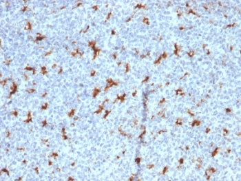 IHC staining of FFPE human tonsil with CD68 antibody (clone C68/2501). HIER: boil tissue sections in