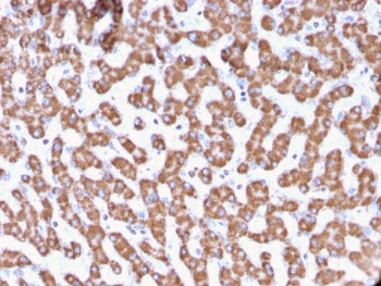 IHC testing of FFPE human liver tissue with PHB antibody (clone PHB/3229). Required HIER: boil tissu