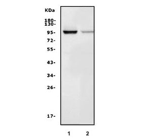 Western blot testing of rat 1) thymus and 2) NRK cell lysate with Map4k1 lysate. Predicted molecular