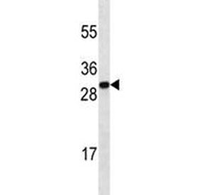 Anti-HMGB1 antibody western blot analysis in mouse brain tissue lysate. Predicted molecular weight ~