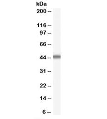 Western blot testing of human duodenum lysate with APOA4 antibody at 0.01ug/ml. Predicted molecular 