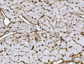 IHC staining of FFPE mouse heart with Xrcc4 antibody. HIER: boil tissue sections in pH8 EDTA for 20 