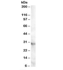 Western blot testing of human heart lysate with APOA1BP antibody at 0.5ug/ml. Predicted molecular weight: ~32kDa.