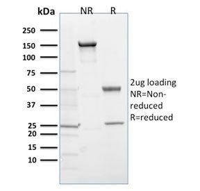SDS-PAGE analysis of purified, BSA-free EGLN1 antibody (clone 366G/76/3) as confirmation of integrit