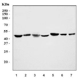Western blot testing of 1) human HeLa, 2) human placenta, 3) rat heart, 4) rat brain, 5) mouse heart