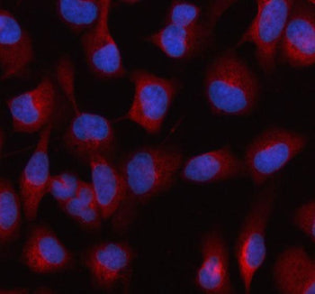 Immunofluorescent staining of FFPE human HeLa cells with HDLBP antibody (red) and DAPI nuclear stain