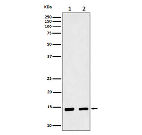 Western blot analysis of CRABP2 expression in (1) human MCF7 cell lysate; (2) mouse skin lysate. Pre