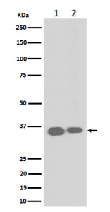 Western blot analysis of ELOVL5 expression in (1) human HeLa cell lysate; (2) mouse RAW264.7 cell ly