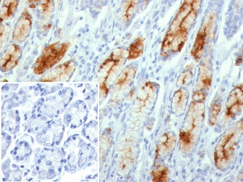 IHC staining of FFPE human stomach tissue with MUC1 antibody (clone MUC1/8109R). Inset: PBS used in 