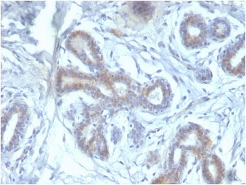 BAP1 Antibody / BRCA1-Associated Protein 1