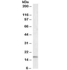 Western blot testing of human frontal cortex lysate with IBA1 antibody at 0.5ug/ml. Predicted molecu