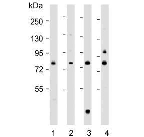 Western blot testing of human 1) A431, 2) MCF7, 3) U-2 OS and 4) U-87 MG cell lysate with LH1 antibo