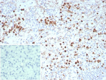 CD63 Antibody / LAMP-3