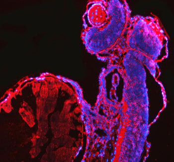 Immunofluorescent staining of FFPE zebrafish embryo tissue with Zebrafish CrkL antibody (red) and DA