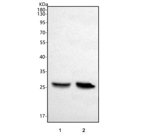 Western blot testing of 1) rat liver and 2) mouse liver tissue lysate with Peptide deformylase antib