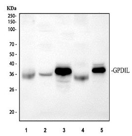 GPD1L Antibody / Glycerol-3-phosphate dehydrogenase 1-like protein, 100ug