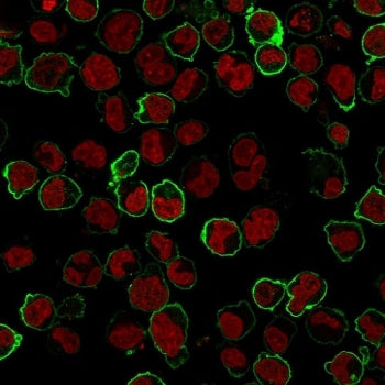 Immunofluorescence staining of human K562 cells with CD43 antibody (green, clone Bra7G) and NucSpot 