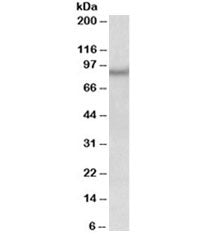 Western blot testing of human frontal cortex lysate with NPAS4 antibody at 0.3ug/ml. Predicted molec