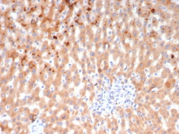 IHC staining of FFPE human liver tissue with Bradykinin antibody (clone KNG1/7424). HIER: boil tissu