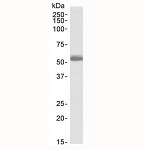 Western blot testing of human heart lysate with ADRB1 antibody at 0.5ug/ml. Predicted molecular weig