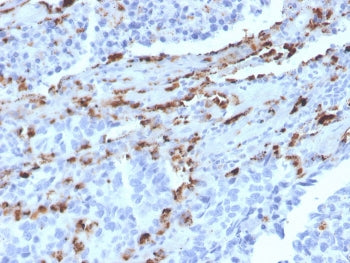 Napsin A Antibody