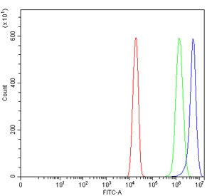 CCR7 Antibody