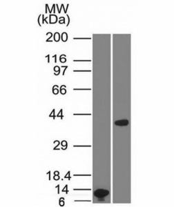 Western blot analysis of A) partial recombinant ARG1 protein and B) human liver lysate using Arginas