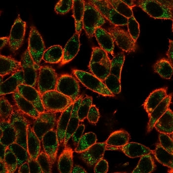 Immunofluorescent staining of PFA-fixed human HeLa cells using SMAD3 antibody (green, clone PCRP-SMA